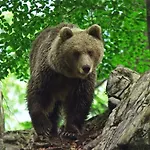 Cherry House - Cosy House - Ideal For Bear Watching, In The Neighborhood Of The Medieval Sneznik Castle Semesterbostad *
