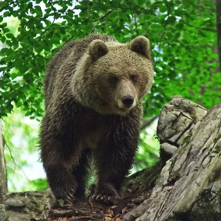 Cherry House: Cozy Castle-view Retreat For Bear Watching Holiday home *
