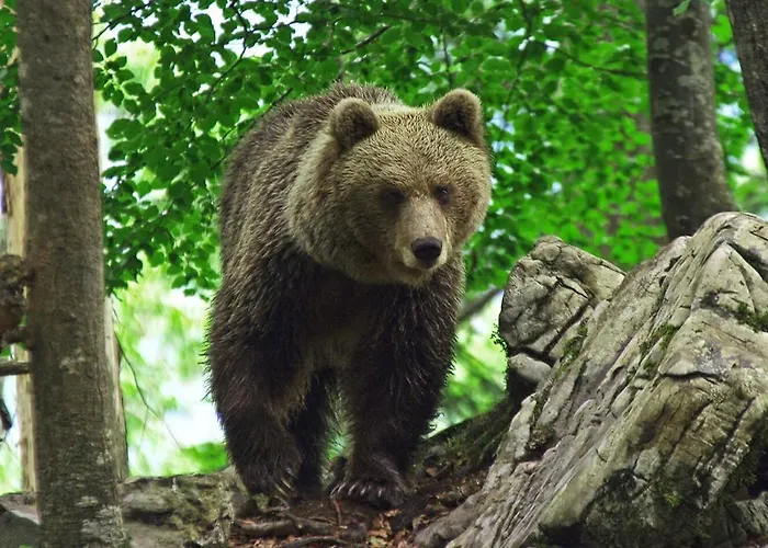 Cherry House - Cosy House - Ideal For Bear Watching, In The Neighborhood Of The Medieval Sneznik Castle Vakantiehuis *